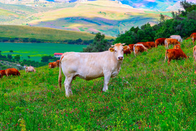 Cows standing in a field