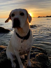 Portrait of a dog at beach during sunset