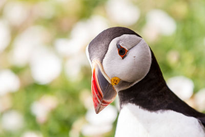 Close-up portrait of puffin