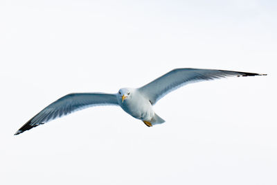 Seagull in flight.