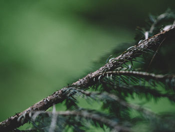 Close-up of tree trunk in forest