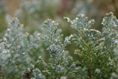 Close-up of frost on plant