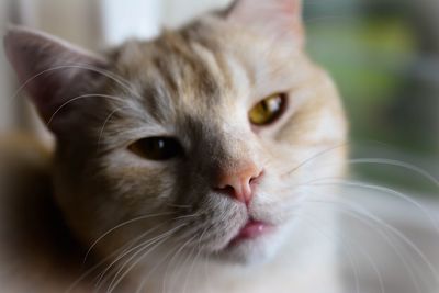 Close-up portrait of cat