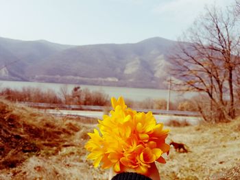 Close-up of yellow flowers growing in field