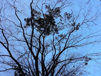 Low angle view of bare tree against clear sky