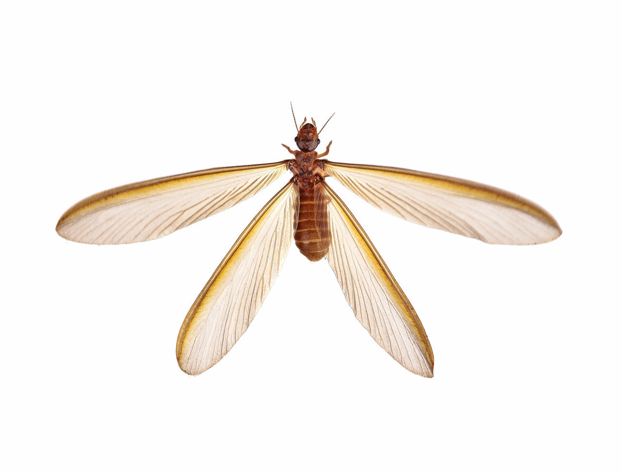 CLOSE-UP OF BUTTERFLY OVER WHITE BACKGROUND