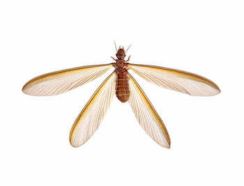 Close-up of insect over white background