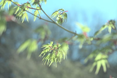 Close-up of plant