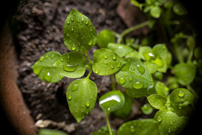 Close-up of raindrops on leaves