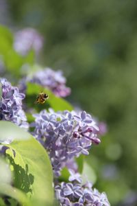 Close-up of bee pollinating on purple flower