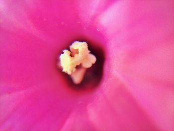 Close-up of pink flower