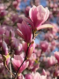 Close-up of pink flowering plant