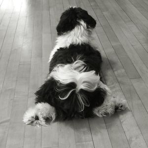 Portrait of a dog