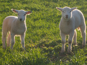 Portrait of sheep on grass