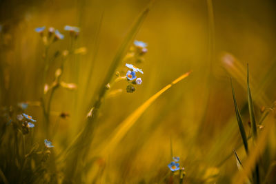 Close-up of flowers on grass