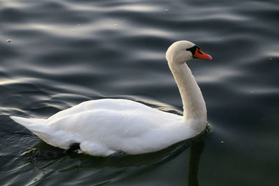 Close-up of swan swimming in lake