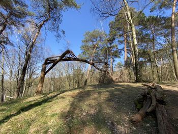 Trees in forest against sky