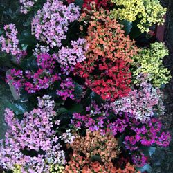 Close-up of pink flowers