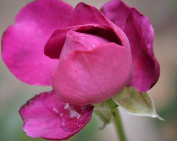 Close-up of pink rose
