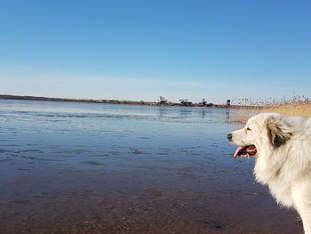 Dog on beach against clear sky