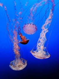 Jellyfish at th monterey bay aquarium