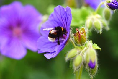 Bee pollinating on purple flower