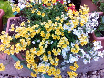 Close-up of yellow flowers blooming outdoors