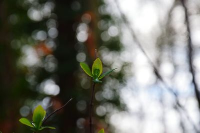 Close-up of plant