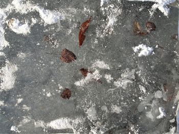 Close-up of crab