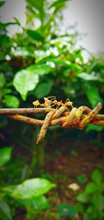 Close-up of insect on leaves