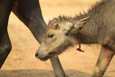 Close-up of deer