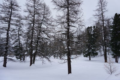 Trees in snow covered forest against sky