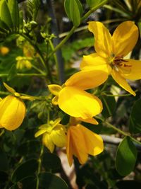 Close-up of yellow flowering plant