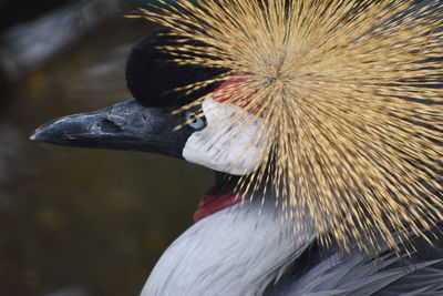 Close-up of bird