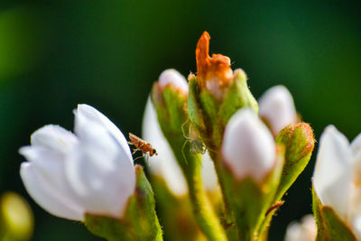 Close-up of tiny  insect with white flower 