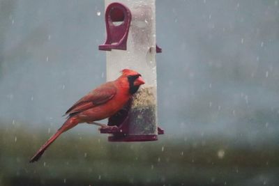 View of bird perching on wet glass during winter