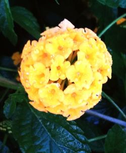 Close-up of yellow flower blooming outdoors