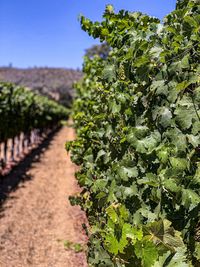 View of vineyard against sky