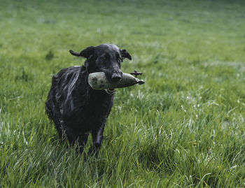 Portrait of black dog running on grassy field