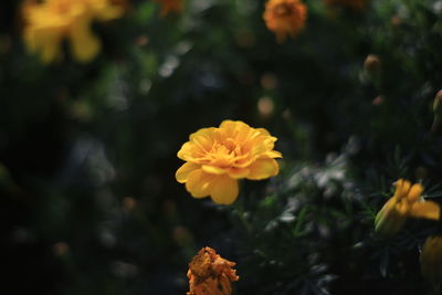 Close-up of yellow flowering plant