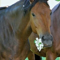 animal themes, domestic animals, one animal, mammal, animal head, livestock, horse, close-up, herbivorous, animal body part, portrait, zoology, focus on foreground, working animal, vertebrate, brown, two animals, looking at camera, no people, nature