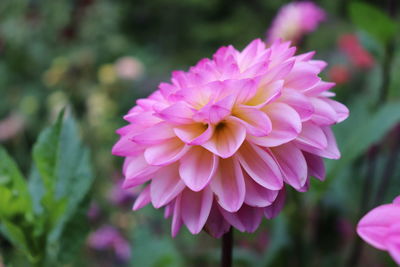 Close-up of pink dahlia flower in park