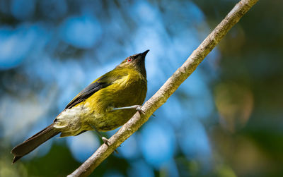 Low angle view of bird perching on branch