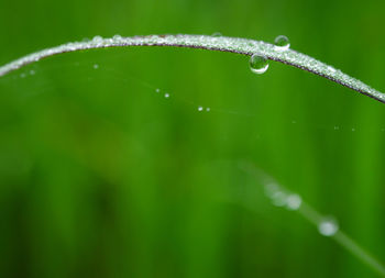 Close-up of water drops on leaf