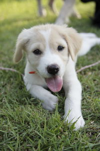 Close-up portrait of dog on field