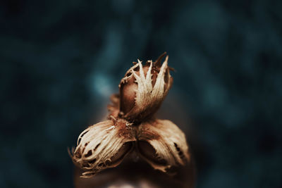 Close-up of wilted plant