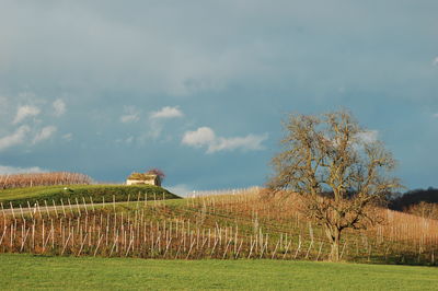 Bare tree in vineyard against cloudy sky