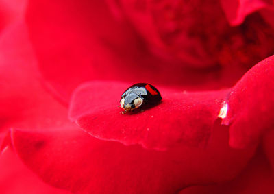 Close-up of insect on red flower