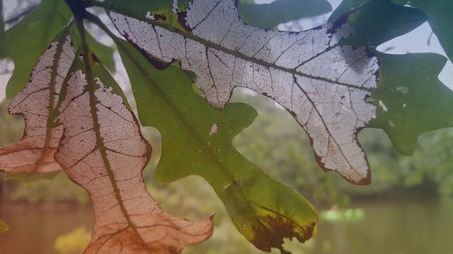 Close-up of leaves