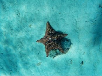 Fish swimming in sea